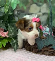 Fendi - Chocolate Parti, a female Yorkshire Terrier and Shorkie for sale in Sellersburg, IN – Photo 5 of 5