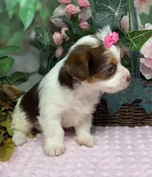 Fendi - Chocolate Parti, a female Yorkshire Terrier and Shorkie for sale in Sellersburg, IN – Photo 4 of 5