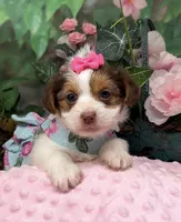 Fendi - Chocolate Parti, a female Yorkshire Terrier and Shorkie for sale in Sellersburg, IN – Photo 1 of 5