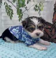Harley, a male Yorkshire Terrier and Shorkie for sale in Sellersburg, IN – 7 of 10