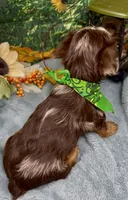 Hershey - chocolate merle, a male Yorkshire Terrier and Shorkie for sale in Sellersburg, IN – 6 of 9