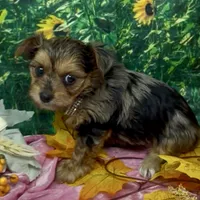 Prada - blue merle, a female Yorkshire Terrier and Shorkie for sale in Sellersburg, IN – 4 of 10