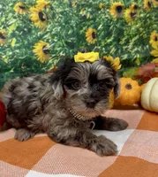 Bella - silver merle , a female Yorkipoo and Yorkshire Terrier for sale in Sellersburg, IN – 6 of 10