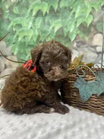 Herve — layaway now!, a male Yorkipoo and Yorkshire Terrier for sale in Sellersburg, IN – Photo 5 of 7