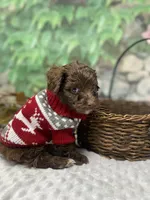 Herve — layaway now!, a male Yorkipoo and Yorkshire Terrier for sale in Sellersburg, IN – Photo 3 of 7