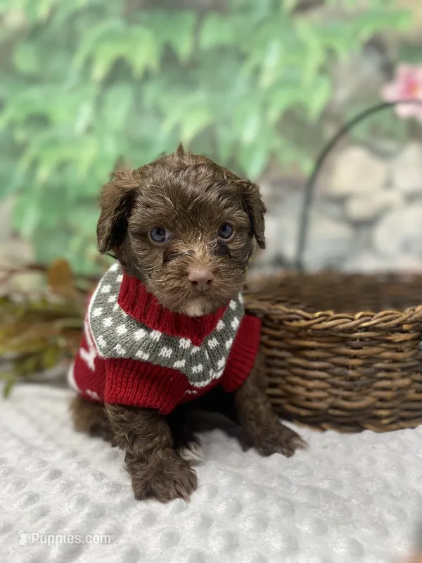 Herve — layaway now!