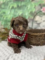 Herve — layaway now!, a male Yorkipoo and Yorkshire Terrier for sale in Sellersburg, IN – Photo 1 of 7