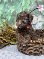 Herve — layaway now!, a male Yorkipoo and Yorkshire Terrier for sale in Sellersburg, IN – Photo 6 of 7