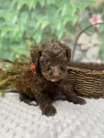 Herve — layaway now!, a male Yorkipoo and Yorkshire Terrier for sale in Sellersburg, IN – Photo 2 of 7