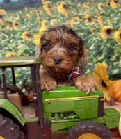 Roadie - silver (blue) merle, a male Yorkipoo and Yorkshire Terrier for sale in Sellersburg, IN – 9 of 10