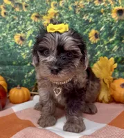 Bella - silver merle , a female Yorkipoo and Yorkshire Terrier for sale in Sellersburg, IN – 9 of 10