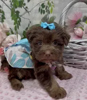 Coco Chanel, a female Yorkshire Terrier and Shorkie for sale in Sellersburg, IN – 8 of 8