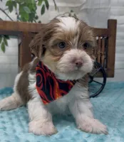  Beethoven , a male Yorkshire Terrier and Shorkie for sale in Sellersburg, IN – 7 of 10