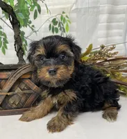 Gucci, a male Yorkshire Terrier and Shorkie for sale in Sellersburg, IN – Photo 9 of 10