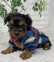 Gucci, a male Yorkshire Terrier and Shorkie for sale in Sellersburg, IN – Photo 6 of 10