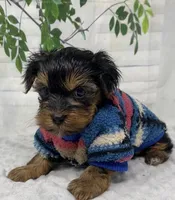 Gucci, a male Yorkshire Terrier and Shorkie for sale in Sellersburg, IN – Photo 4 of 10