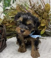 Gucci, a male Yorkshire Terrier and Shorkie for sale in Sellersburg, IN – Photo 7 of 10