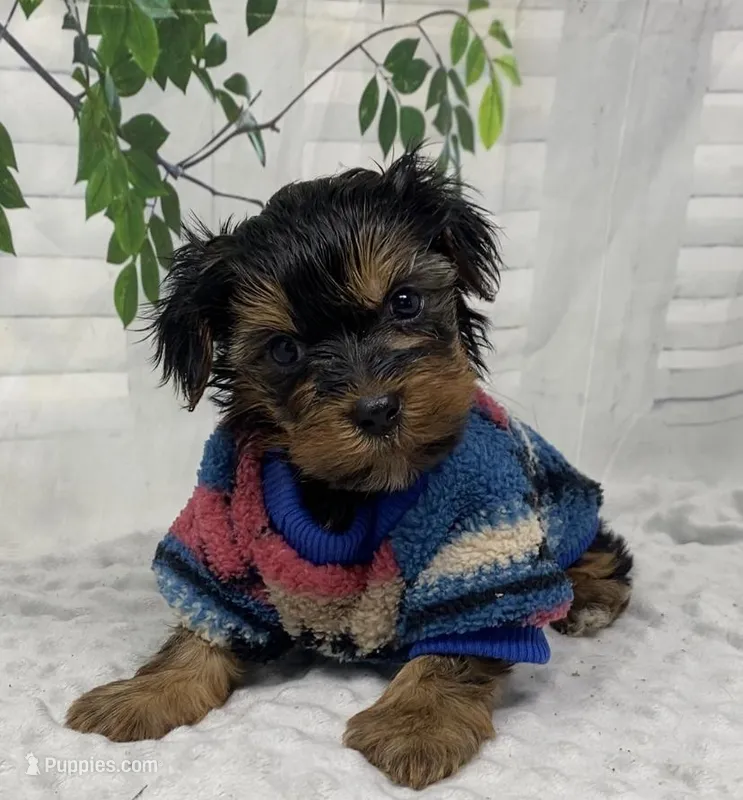 Gucci – Yorkshire Terrier, Shorkie puppy for sale in Sellersburg, IN