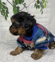 Gucci, a male Yorkshire Terrier and Shorkie for sale in Sellersburg, IN – Photo 8 of 10