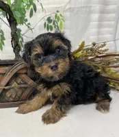 Gucci, a male Yorkshire Terrier and Shorkie for sale in Sellersburg, IN – Photo 10 of 10