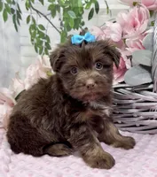 Coco Chanel, a female Yorkshire Terrier and Shorkie for sale in Sellersburg, IN – 2 of 8