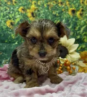 Prada - blue merle, a female Yorkshire Terrier and Shorkie for sale in Sellersburg, IN – 2 of 10