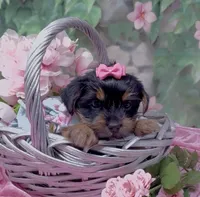 Princess , a female Yorkshire Terrier and Shorkie for sale in Sellersburg, IN – 10 of 10