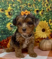 ZsaZsa - silver merle, a female Yorkipoo and Yorkshire Terrier for sale in Sellersburg, IN – 5 of 8