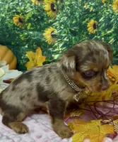 Ophelia - chocolate merle (red), a female Yorkshire Terrier and Shorkie for sale in Sellersburg, IN – 5 of 6