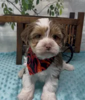  Beethoven , a male Yorkshire Terrier and Shorkie for sale in Sellersburg, IN – 8 of 10
