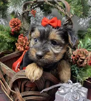 Gucci, a female Yorkshire Terrier and Shorkie for sale in Sellersburg, IN – Photo 8 of 9