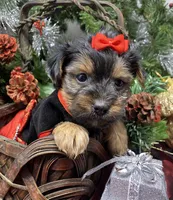 Gucci, a female Yorkshire Terrier and Shorkie for sale in Sellersburg, IN – Photo 9 of 9