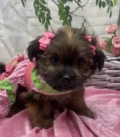 Chanel, a female Yorkshire Terrier and Shorkie for sale in Sellersburg, IN – Photo 9 of 10