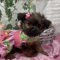 Chanel, a female Yorkshire Terrier and Shorkie for sale in Sellersburg, IN – Photo 2 of 10