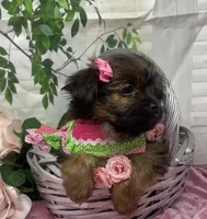 Chanel, a female Yorkshire Terrier and Shorkie for sale in Sellersburg, IN – Photo 10 of 10