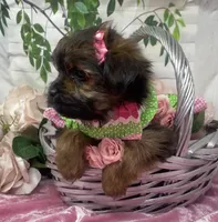 Chanel, a female Yorkshire Terrier and Shorkie for sale in Sellersburg, IN – Photo 7 of 10