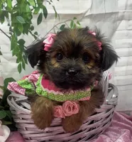 Chanel, a female Yorkshire Terrier and Shorkie for sale in Sellersburg, IN – Photo 5 of 10