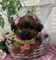 Chanel, a female Yorkshire Terrier and Shorkie for sale in Sellersburg, IN – Photo 4 of 10