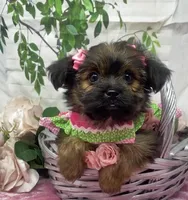 Chanel, a female Yorkshire Terrier and Shorkie for sale in Sellersburg, IN – Photo 1 of 10