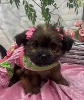 Chanel, a female Yorkshire Terrier and Shorkie for sale in Sellersburg, IN – Photo 3 of 10