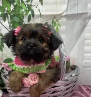 Chanel, a female Yorkshire Terrier and Shorkie for sale in Sellersburg, IN – Photo 8 of 10