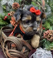 Gucci, a female Yorkshire Terrier and Shorkie for sale in Sellersburg, IN – Photo 5 of 9