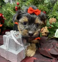 Gucci, a female Yorkshire Terrier and Shorkie for sale in Sellersburg, IN – Photo 7 of 9