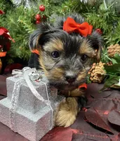 Gucci, a female Yorkshire Terrier and Shorkie for sale in Sellersburg, IN – Photo 6 of 9