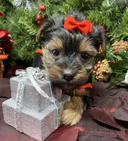 Gucci, a female Yorkshire Terrier and Shorkie for sale in Sellersburg, IN – Photo 2 of 9