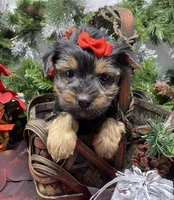 Gucci, a female Yorkshire Terrier and Shorkie for sale in Sellersburg, IN – Photo 1 of 9