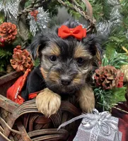 Gucci, a female Yorkshire Terrier and Shorkie for sale in Sellersburg, IN – Photo 4 of 9