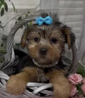 Layla, a female Yorkshire Terrier and Shorkie for sale in Sellersburg, IN – 3 of 10