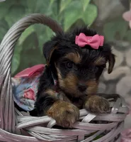 Ophelia, a female Yorkshire Terrier and Shorkie for sale in Sellersburg, IN – 4 of 6