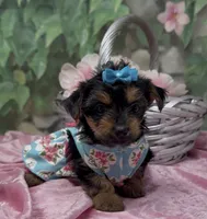 Bella, a female Yorkshire Terrier and Shorkie for sale in Sellersburg, IN – 3 of 10